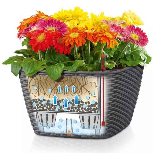 The Movement of Water in the Planters